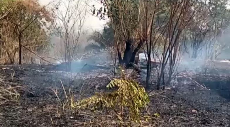 Cashew farmers appeal to government to remand people who cause bushfires