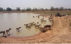 Come to our aid as we share water with animals - Wenchi residents