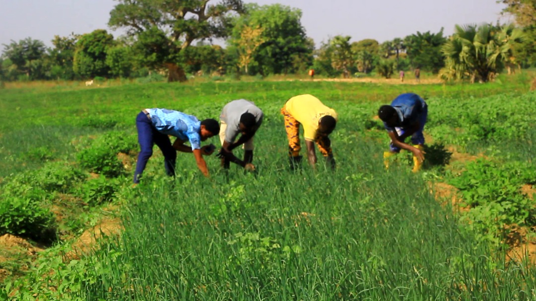 Dr. Peter Takyi Peprah: Food insecurity is concentrated in 5 Regions in the northern part of Ghana 2 WhatsApp Image 2021 02 12 at 11.53.37 1