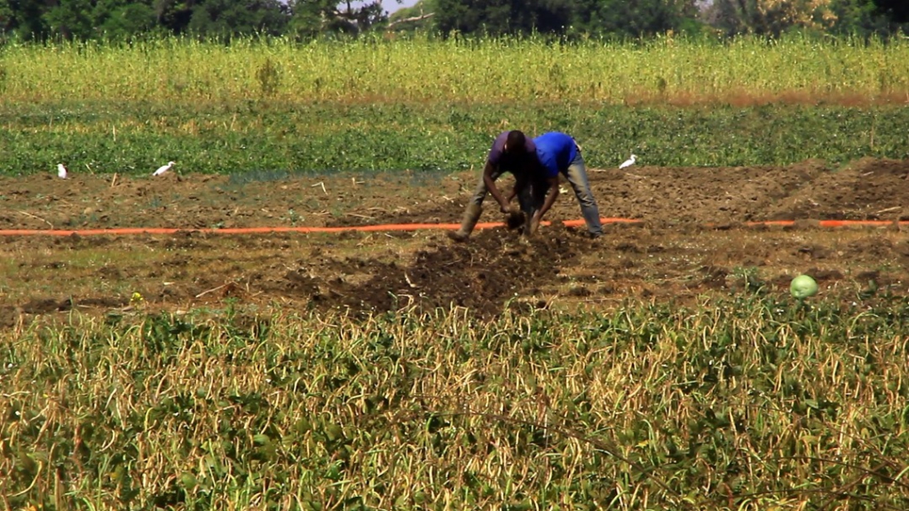 Farmers return to field after floods left them with unprecedented cost Farmers return to field after floods left them with unprecedented cost