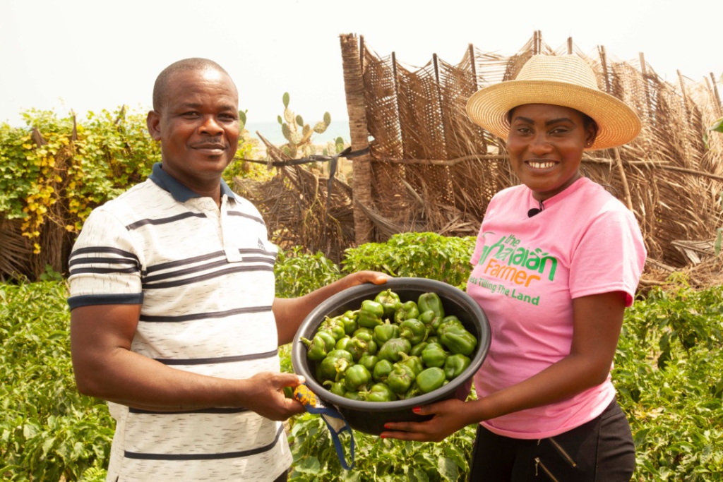 Bell pepper farmers in Ada appeal for affordable land and soft loans to commercialise business