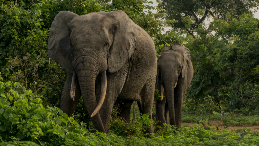 Ghana Month: How 'Ason dwa yɛ', the town where hunters kill elephants, became Sunyani