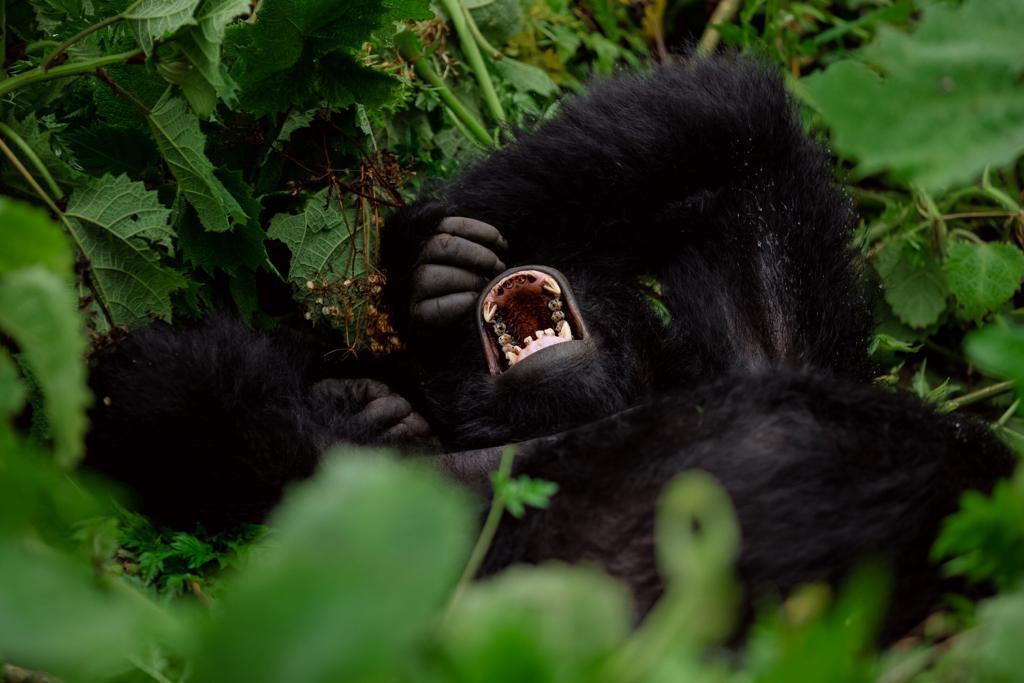 Rwanda's gorillas with unique names