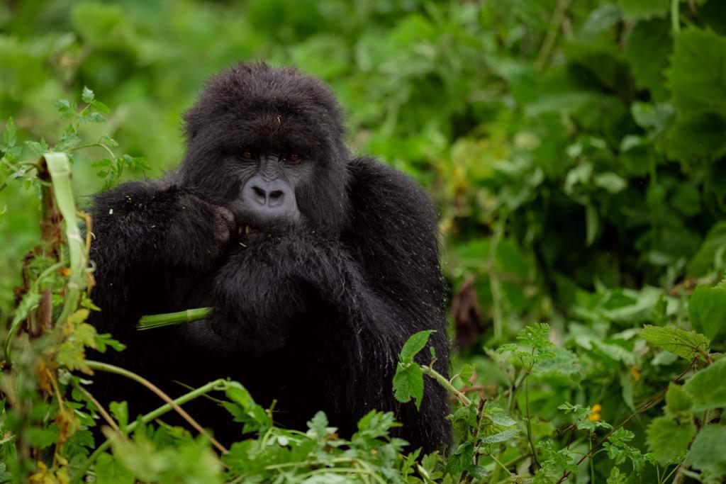 Rwanda's gorillas with unique names