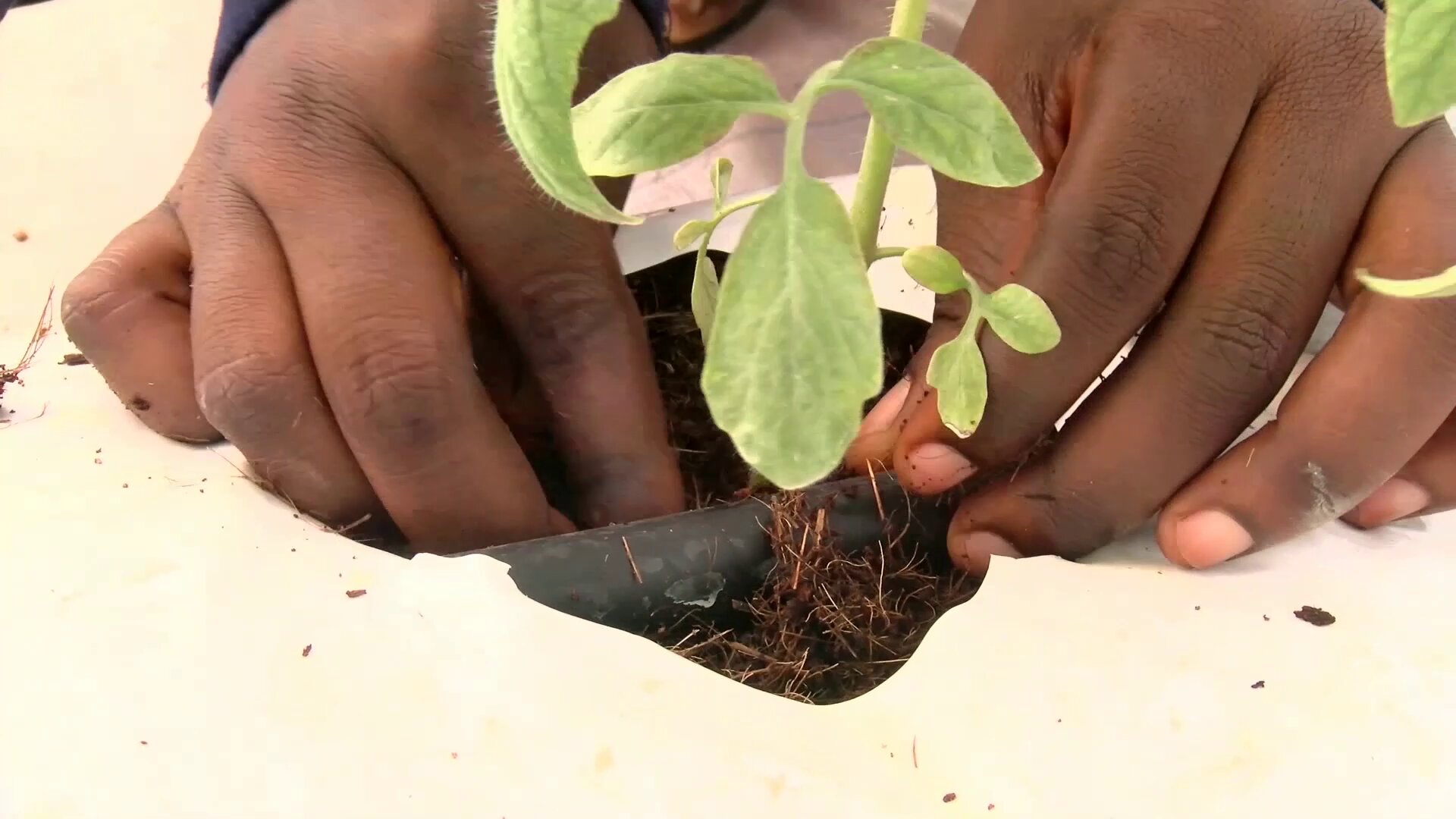 Greenhouse vegetable production; Ghana’s bet to reducing vegetable