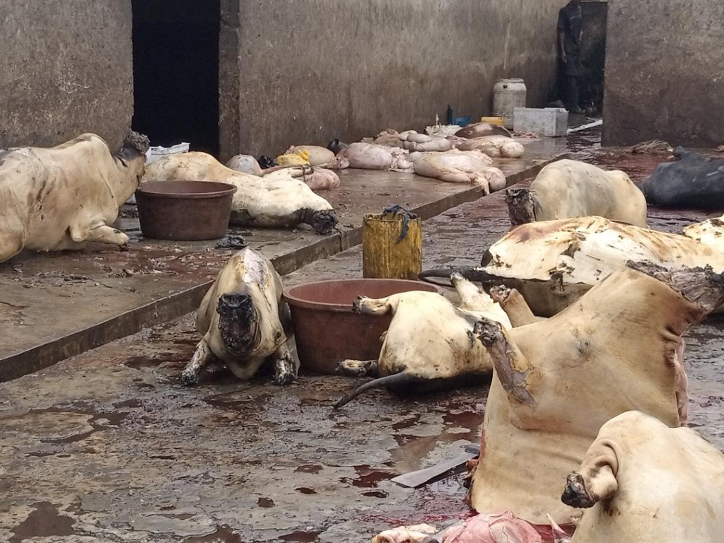 Butchers unhappy about unsanitary conditions at Wenchi slaughter house