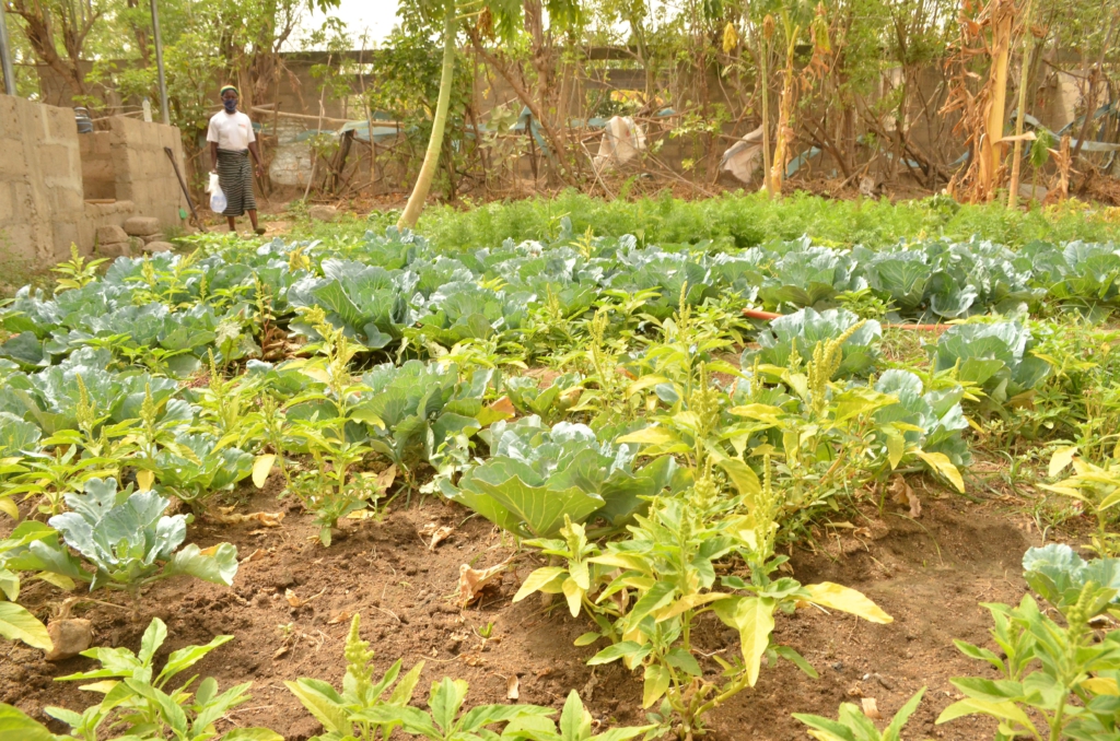 How farmers in Upper East are adopting Agroecology farming methods