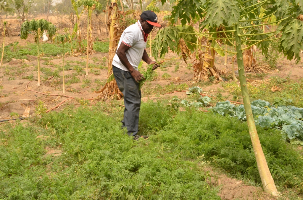 How farmers in Upper East are adopting Agroecology farming methods