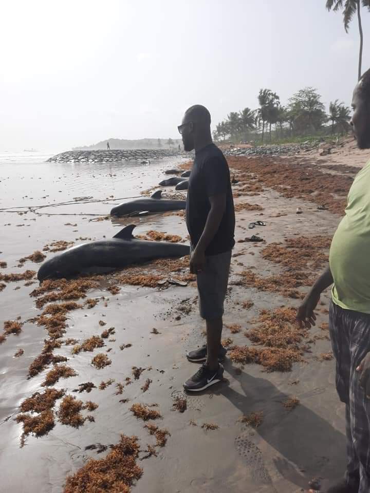 Over 60 dead dolphins washed ashore coasts of Axim-Bewire