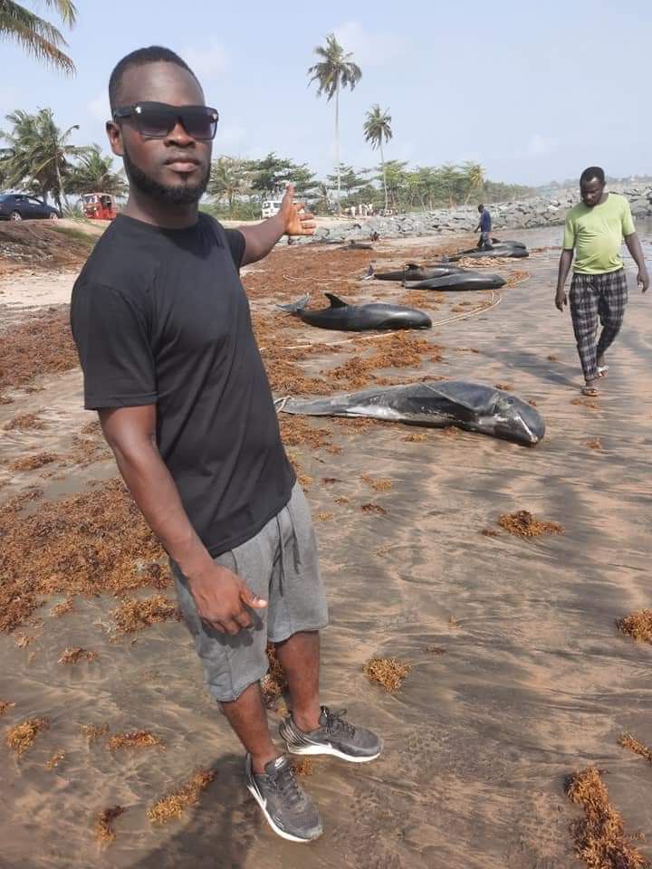 Over 60 dead dolphins washed ashore coasts of Axim-Bewire