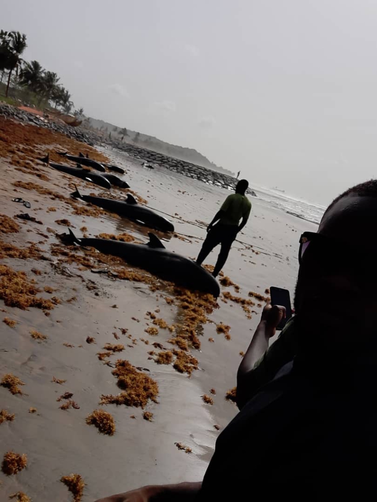 Over 60 dead dolphins washed ashore coasts of Axim-Bewire