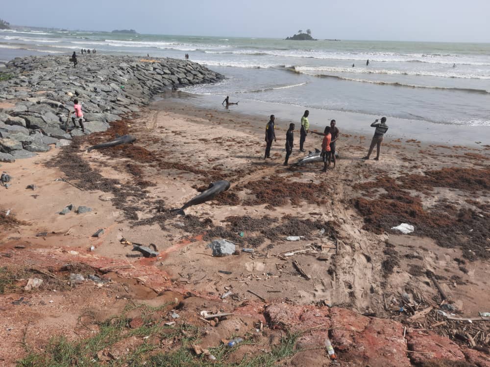 Over 60 dead dolphins washed ashore coasts of Axim-Bewire