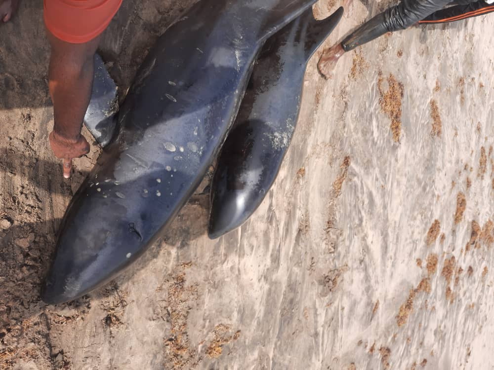 Over 60 dead dolphins washed ashore coasts of Axim-Bewire