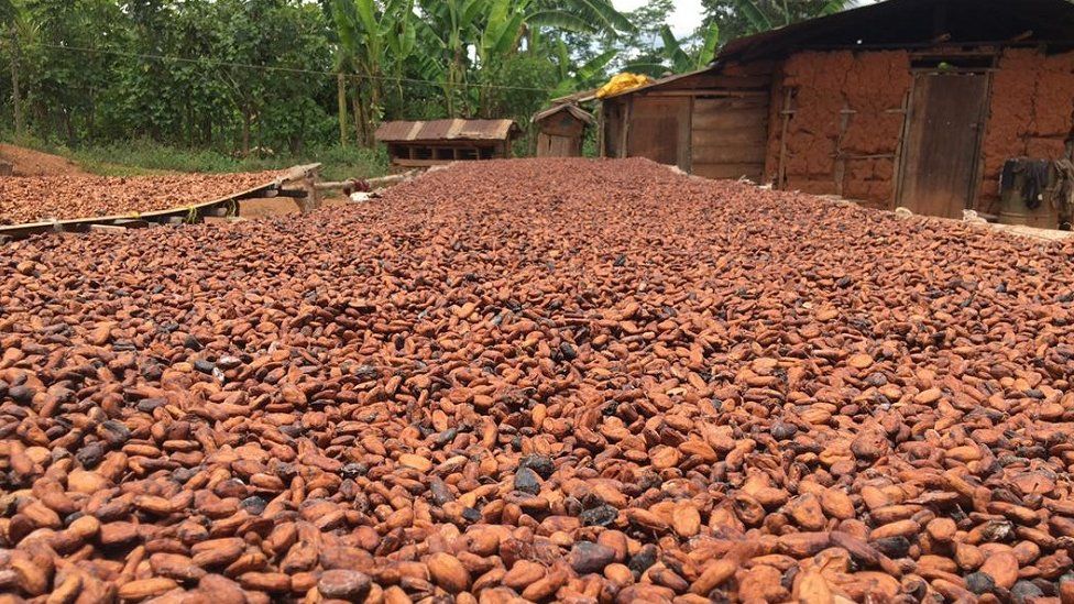 Cocoa farmers eye sweet success from chocolate