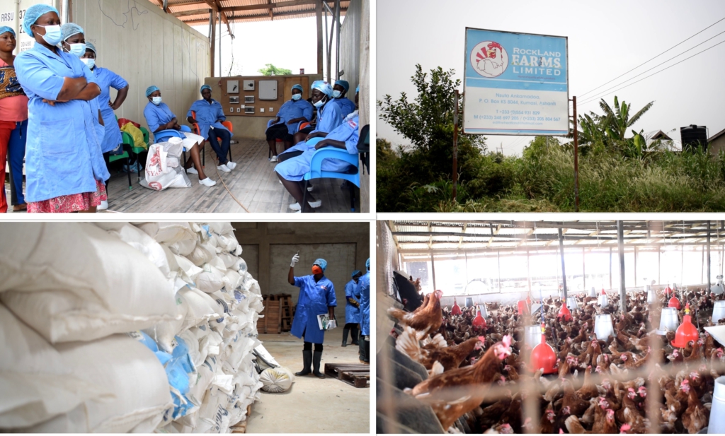 Breaking the class ceiling: Ghanaian-based in the US quits job to venture into Poultry in Ghana