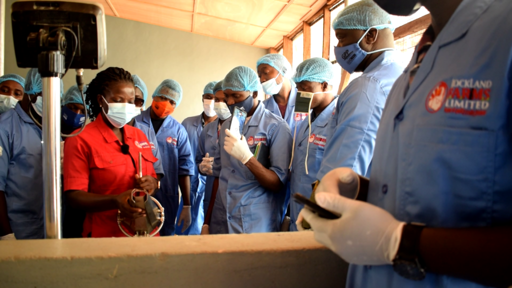 Breaking the class ceiling: Ghanaian-based in the US quits job to venture into Poultry in Ghana