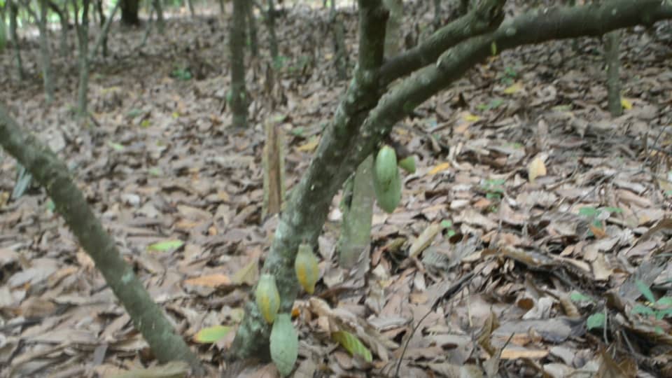 Nestor Kafui Adjomah: Flaws in Cocoa inputs supply and application; a threat to sustainability of cocoa industry