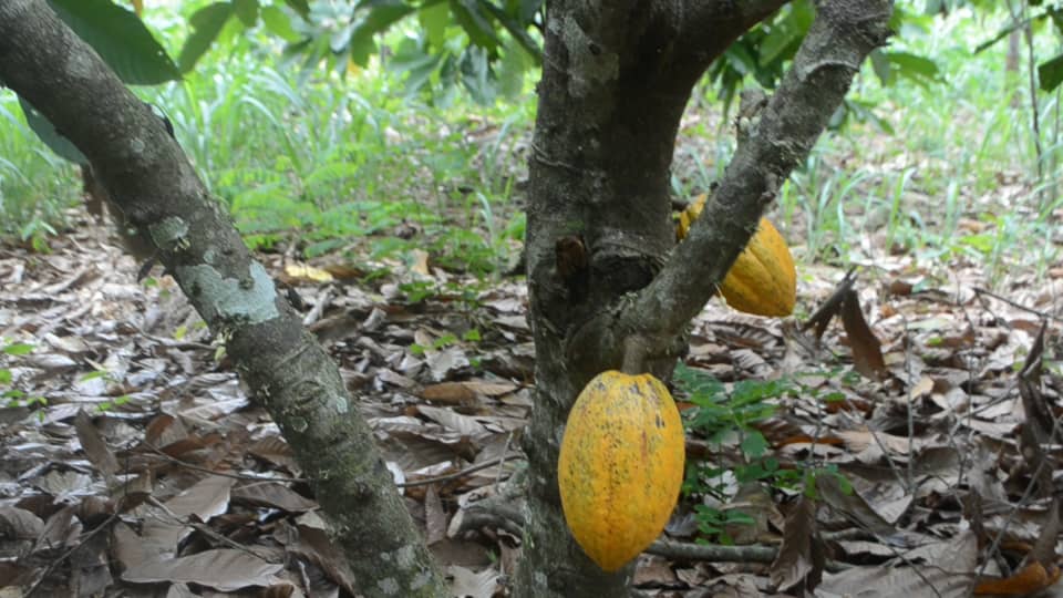 Nestor Kafui Adjomah: Flaws in Cocoa inputs supply and application; a threat to sustainability of cocoa industry