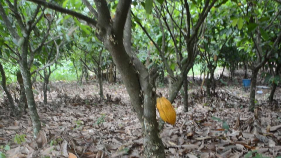 Nestor Kafui Adjomah: Flaws in Cocoa inputs supply and application; a threat to sustainability of cocoa industry