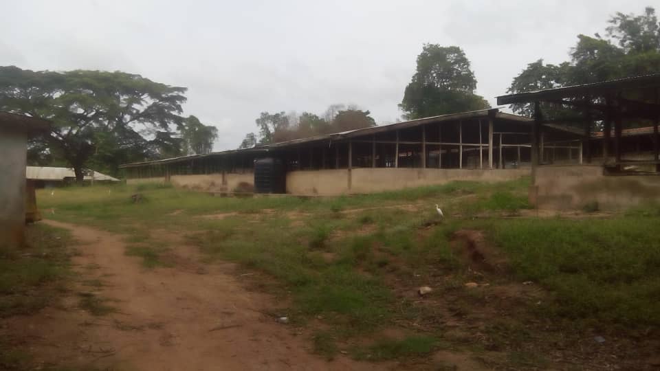 Man shot dead by armed robbers at cattle ranch in Adeiso
