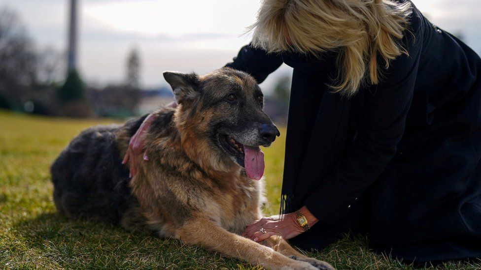 Joe and Jill Biden announce death of 'beloved' dog Champ