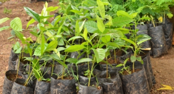 Government to roll-out loan scheme for tree planting – Lands Ministry