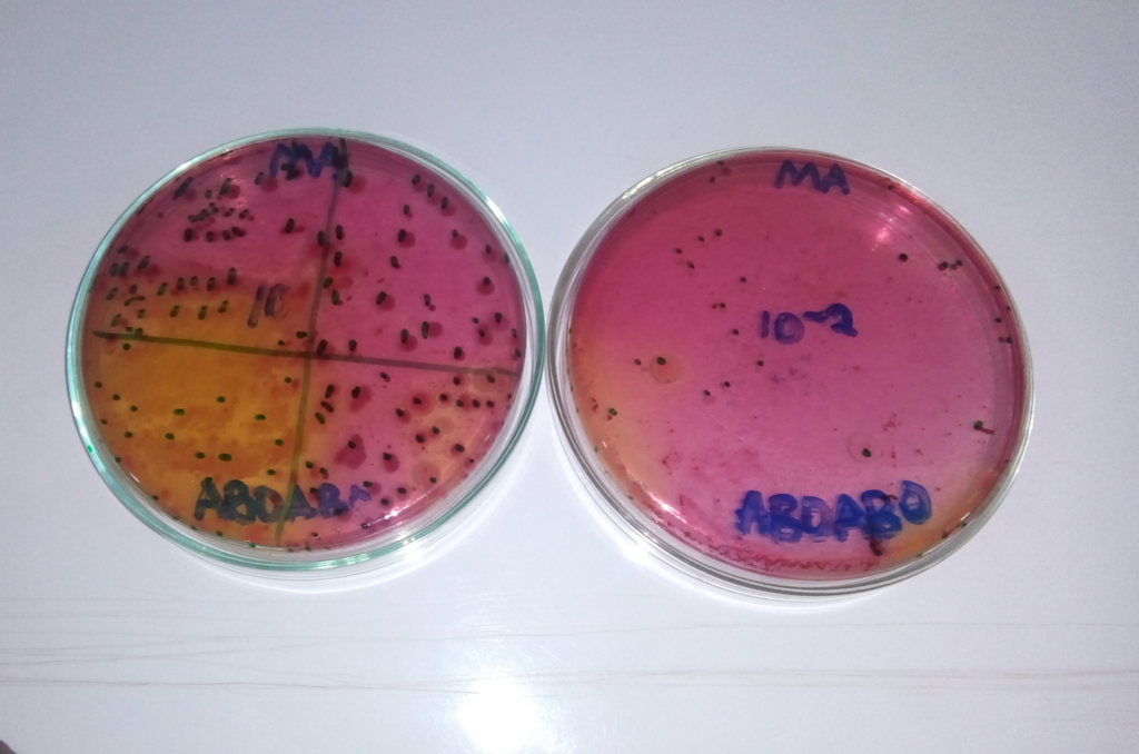Brukina: A nutritious food contaminated with E. coli