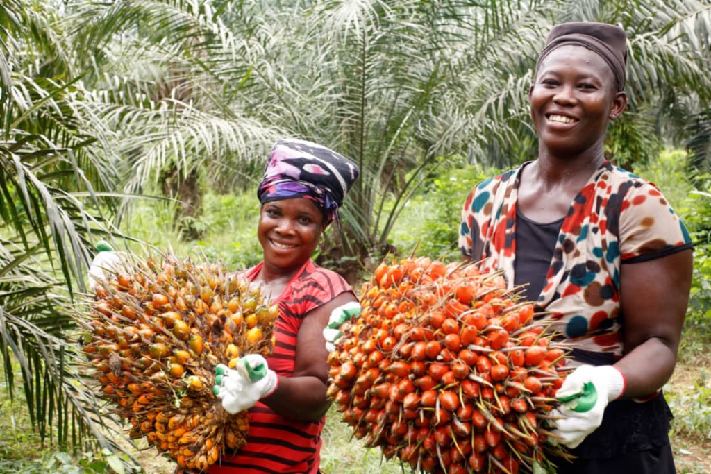Solidaridad to use oil palm to rescue degraded mine sites in Ghana
