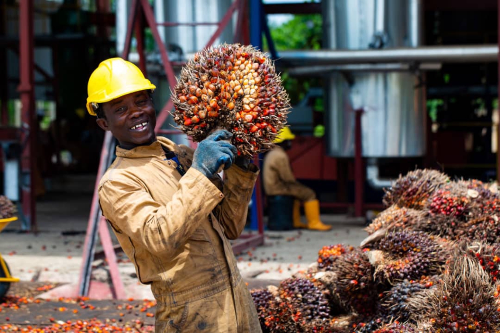 Solidaridad to use oil palm to rescue degraded mine sites in Ghana