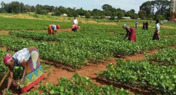 Give us enough farmland to boost crop production – Women farmers association to chiefs