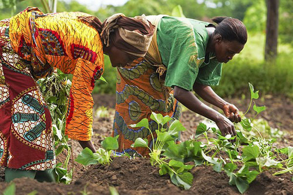 Give us enough farmland to boost crop production - Women farmers association to chiefs