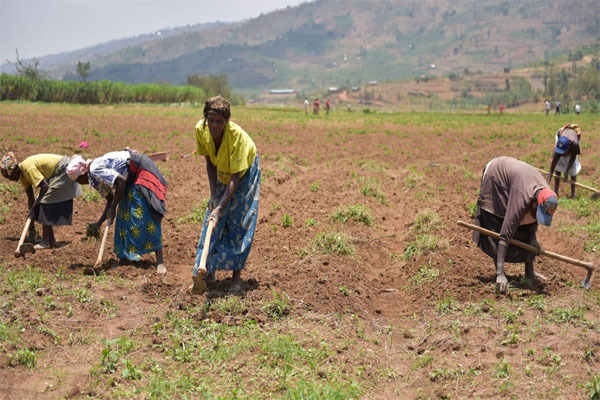 Give us enough farmland to boost crop production - Women farmers association to chiefs