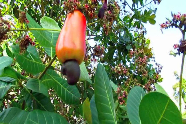 Poor pricing regime of raw cashew nuts negatively affecting production - Merchant laments