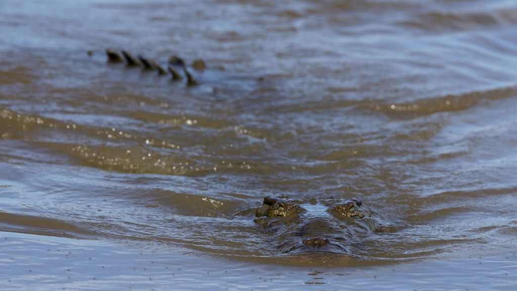 Twin sisters attacked by crocodile while swimming in lagoon