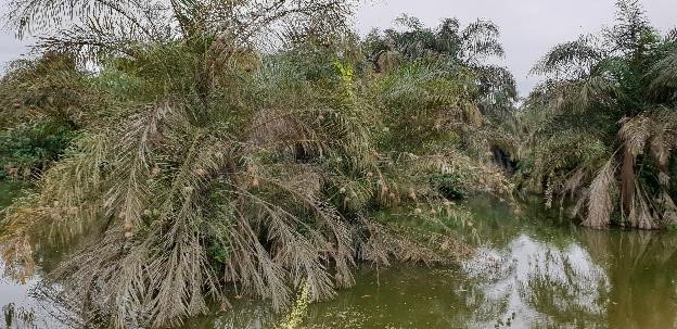 Streams at our mines produce healthy, edible fish – Gold Fields Ghana