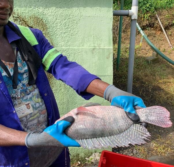 Streams at our mines produce healthy, edible fish – Gold Fields Ghana