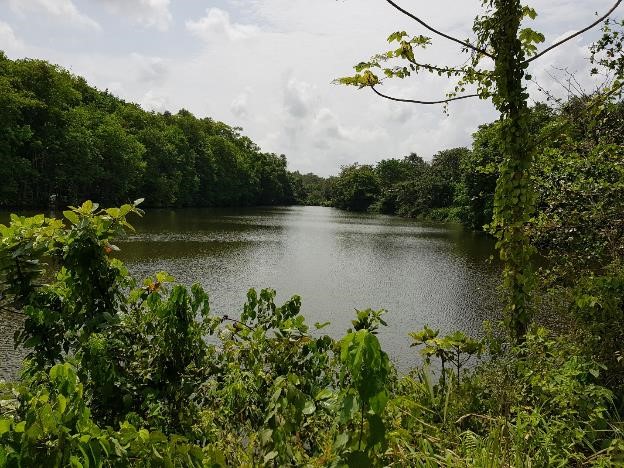 Streams at our mines produce healthy, edible fish – Gold Fields Ghana