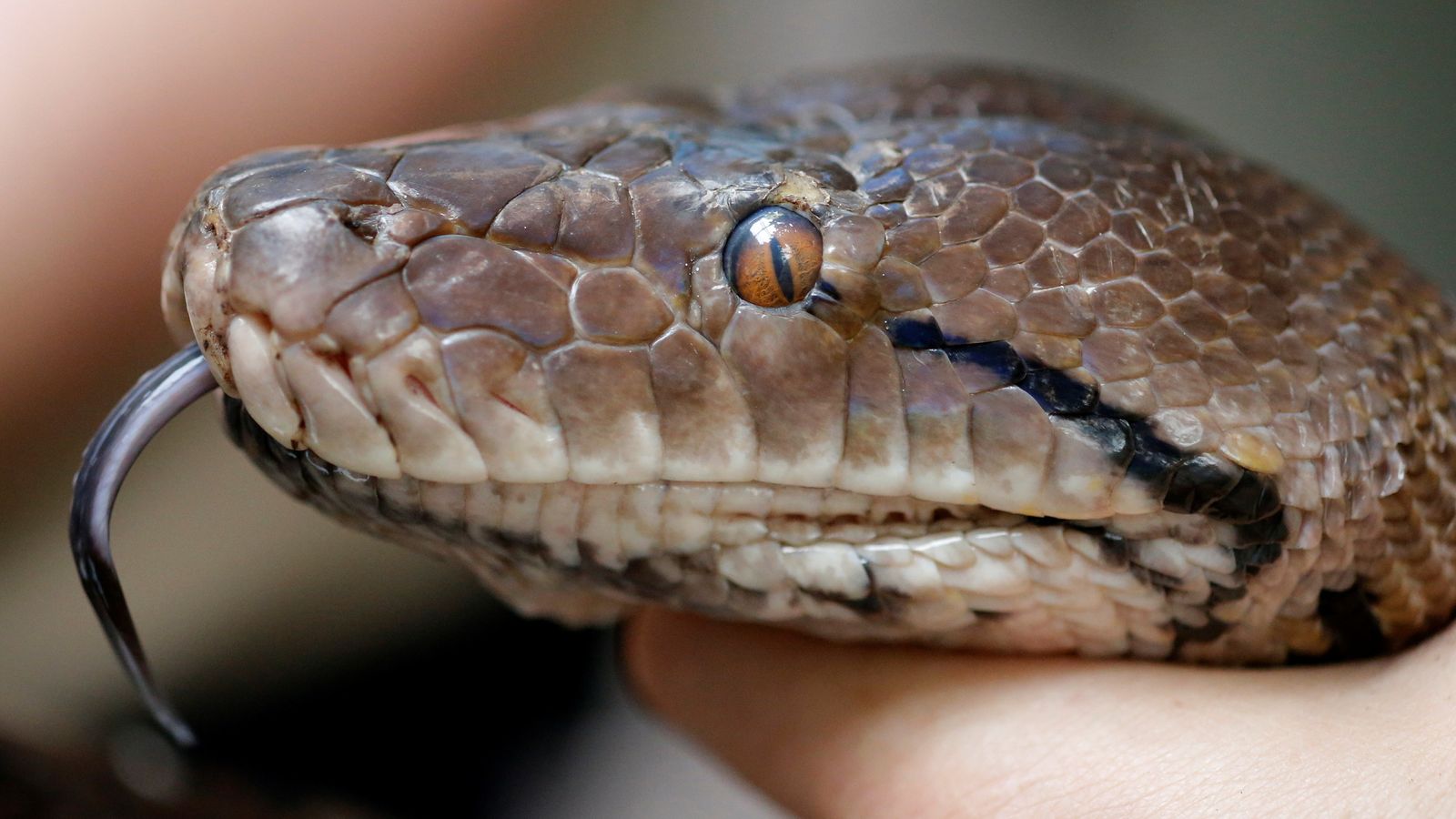 Mayat Indonesia ditemukan di dalam ular, menurut laporan