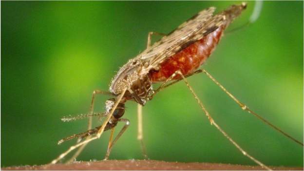 The mosquito borne illness kills almost half a million people every year