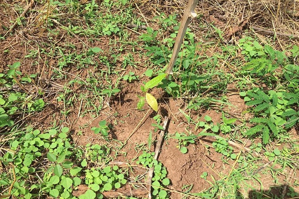 Forestry Commission sets-up inspection team under Green Ghana Project in Bono Region