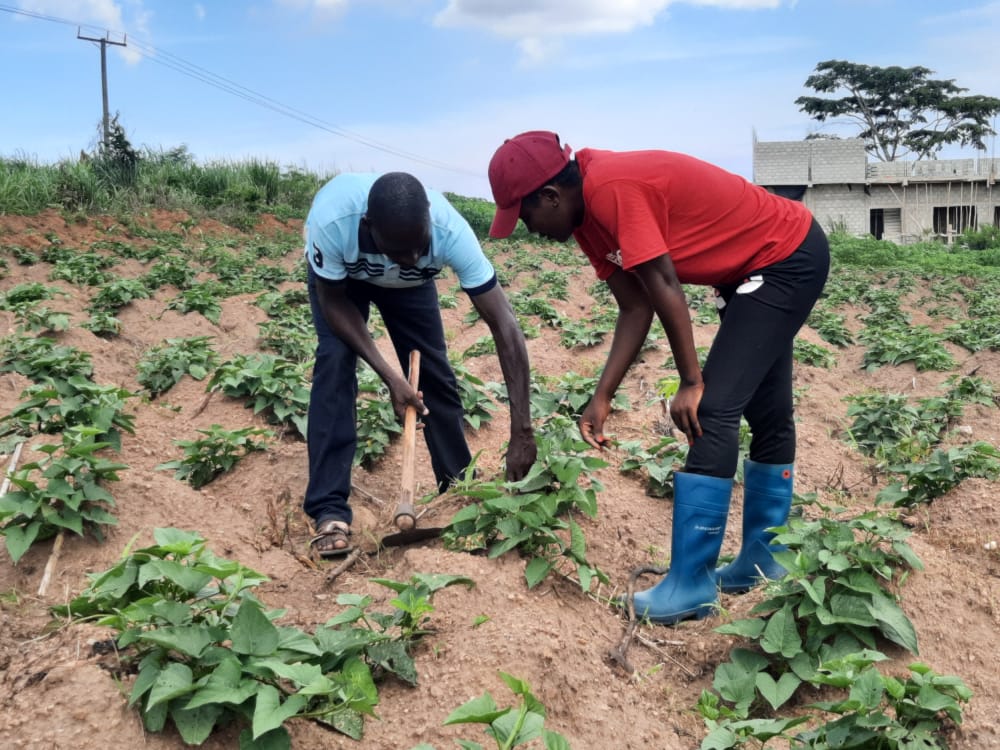 Finding a lucrative spot in sweet potato farming - Farmer highlights its profitability