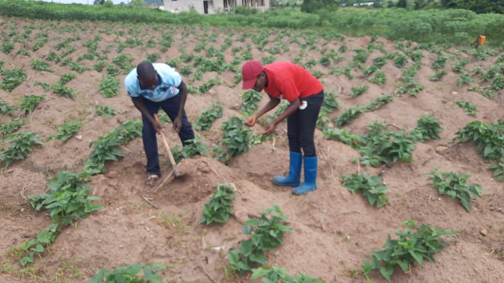 Finding a lucrative spot in sweet potato farming - Farmer highlights its profitability