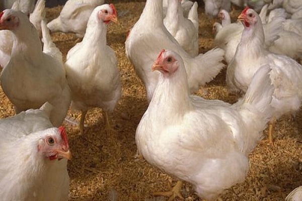 GARDJA petitions MoFA to salvage ailing poultry sector