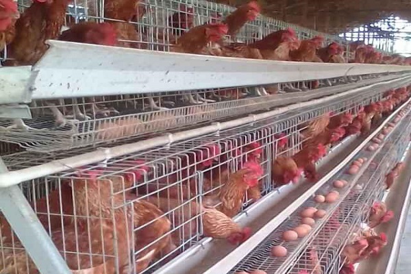 GARDJA petitions MoFA to salvage ailing poultry sector