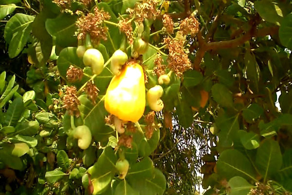 Cashew Watch Ghana to champion growth and development of cashew industry