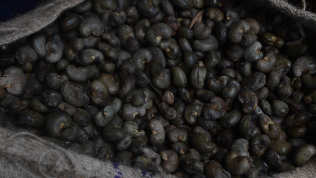 Cashew Watch Ghana to champion growth and development of cashew industry