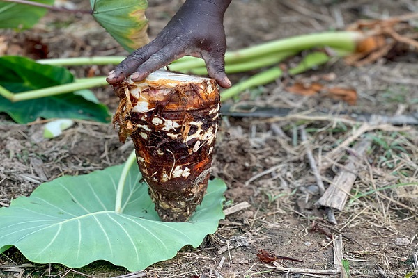 Farmers in Sunyani West introduced to new varieties of “Kooko”