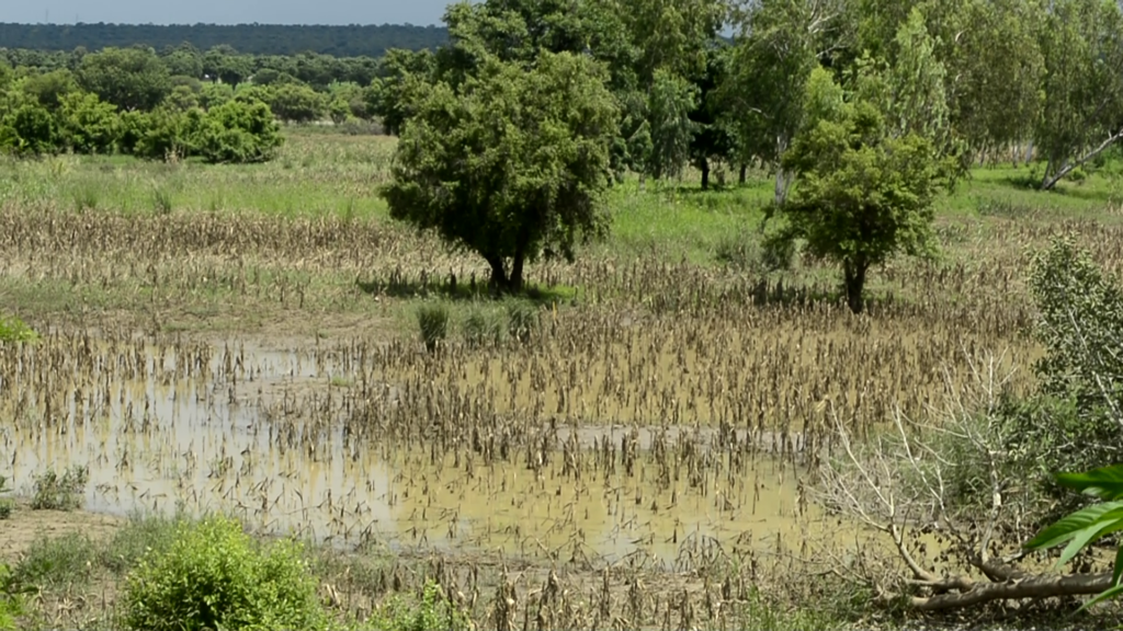 Farmers in Upper East brace for impact of Bagre dam spillage