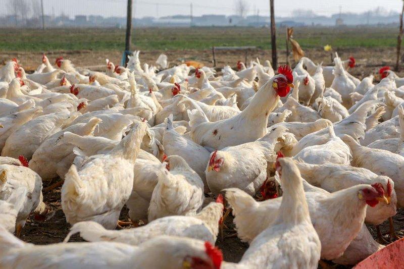 Assin South District Directorate of MoFA enforces measures to protect 80 poultry farms against Bird Flu