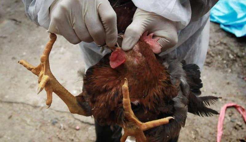 Assin South District Directorate of MoFA enforces measures to protect 80 poultry farms against Bird Flu Assin South District Directorate of MoFA enforces measures to protect 80 poultry farms against Bird Flu
